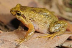 114-Geocrinia victoriana